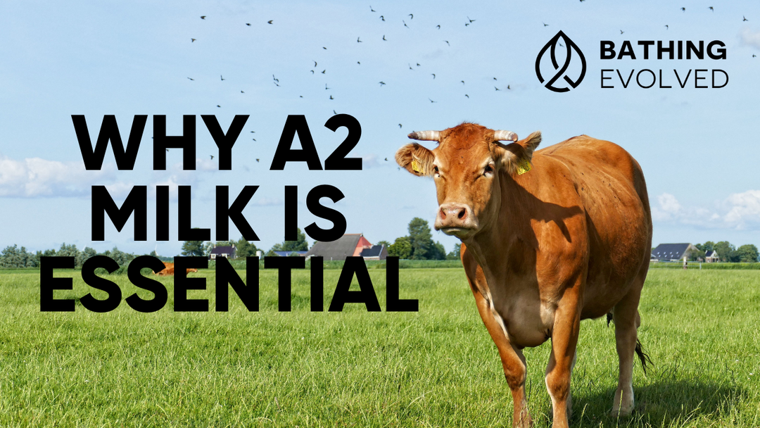 A2 Milk and Why It’s Essential